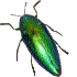 Beetle